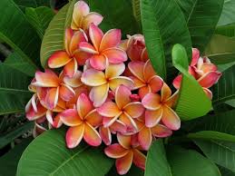 Frangipani Blossoms Penang Peach Variety This Is A Little Darker Than I Want Plumeria Plumeria Plant Plumeria Flowers