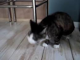 These hairballs are too big to be properly digested. Cat Pukes Hairballs Original Youtube