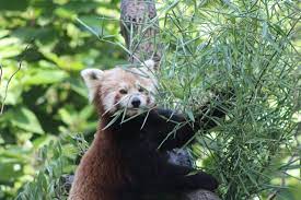 Breeding chengdu zoo chiang mai zoo chimelong safari park chongqing zoo dafeng zoo dalian forest zoo everland resort fuzhou panda dalian forest zoo opens panda exhibit. Mlade Binturonga Picture Of Zoo Ostrava Ostrava Tripadvisor