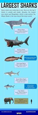 Infographic About The Largest Sharks In The World It Is Simple But Informative Do You Like It Largest Shark Shark In The Ocean Shark Facts