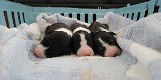 Find border collie puppies and breeders in your area and helpful border collie information. Someone Tried To Drown Three Border Collie Puppies And They Still Haven T Been Caught Petition