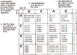 Chapter 15 Transcription Translation