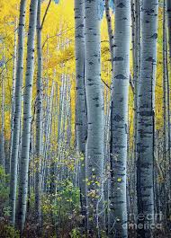 Birch Trees In Colorado Colorado Aspens By Inge Johnsson In 2020 Aspen Art Aspen Trees Aspen