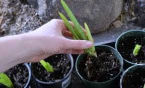 See full list on id.wikihow.com 8 Cara Menanam Lidah Buaya Di Rumah Teknik Mudah Ilmubudidaya Com