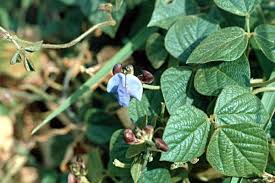 Image result for Vigna gazensis
