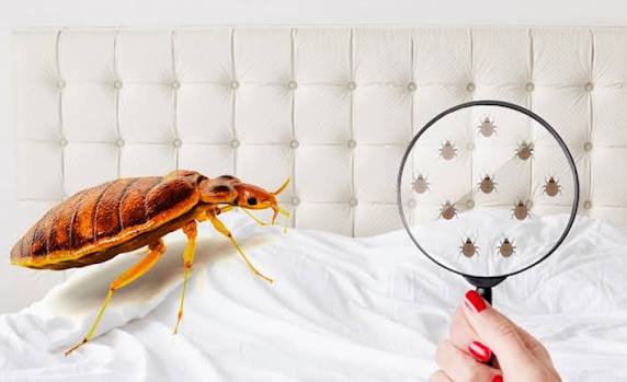 Professional Bed Bug Inspection and Treatment