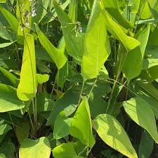 Image result for Thalia geniculata