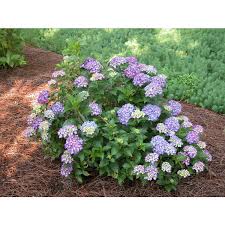 Huge sale on pink hydrangea flowers now on. Jc Raulston Arboretum