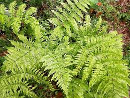 Salem Hardy Plant Society