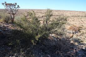 Image result for Boscia foetida