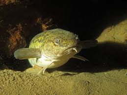 Zu den meisten fischarten finden sie auch bilder. Die Trusche Quappe Lota Lota Tauchclub Bonario Zurich