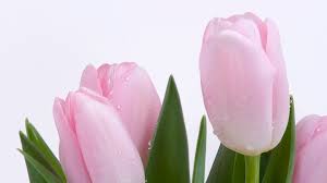 скачать обои на рабочий стол бесплатно в хорошем качестве 1920х1080 Oboi Wallpaper Tyulpany Razdel Cvety Razmer 1920h1080 Full Hd Skachat Besplatno Kartinku Na Rabochij Stol I Telefon