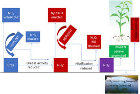 Nitrogenous fertilizer used in agriculture and fossil fuel combustion are the most important anthropogenic sources of nitrogen compounds in the environment. Development Of Fertilizers For Enhanced Nitrogen Use Efficiency Trends And Perspectives Sciencedirect