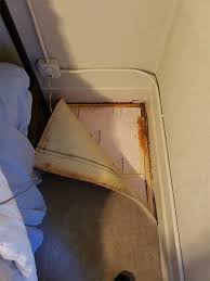 See full list on firmlyclean.com How To Get Cat Urine Out Of Carpet Mss Cleaning
