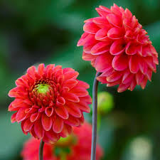 567 likes · 64 talking about this · 54 were here. Dahlia Red Fox