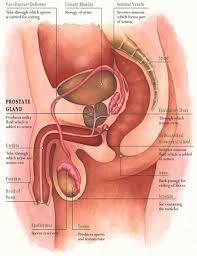 Anatomy Of The Prostate Prostate Cancer Just A Finger Away