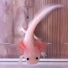 Axolotl Axolotl Cute Fish Cute Animals