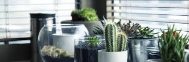 Others, such as christmas cactus and thanksgiving cactus, have fleshy, flat stems and grow naturally in humid conditions. How To Repot A Cactus Howto Cactus Cactussen Elise