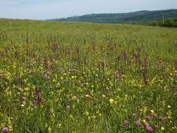 Image result for Chironia laxiflora