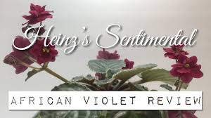Nala is the deuteragonist of disney's 1994 animated feature film, the lion king. Heinz S Sentimental African Violet Review Youtube