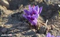 نتیجه تصویری برای کاشت زعفران