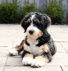 Poodles are wonderful family pets.love your. Florida Bernedoodle And Goldendoodle Puppies Home Facebook