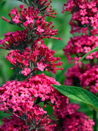 Or they may have pink, blue, magenta, yellow or maroon blooms. Buddleia Prince Charming Bluestone Perennials