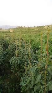 We did not find results for: Ù„Ø¹Ø´Ø§Ù‚ Ø§Ù„Ù‚Ø§Øª Ø§Ù„Ø´Ø§Ù…ÙŠ