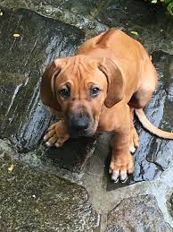Rhodesian Ridgeback Darcy Photo By Mel Nicholls Rhodesian Ridgeback Rhodesian Ridgeback Dog Dog Breeds
