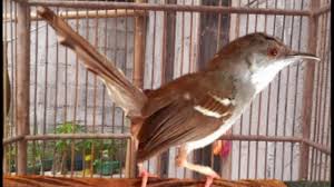 Download lagu ciblek kristal gacor mp3 dapat kamu download secara gratis di lagu.untuk melihat detail lagu ciblek kristal gacor klik salah satu judul yang cocok,kemudian untuk link download. Ciblek Gacor Suara Ciblek Kristal Nembak Pancingan Ciblek Ombyokan Youtube