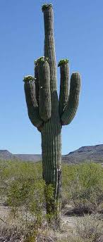 The flower only opens on cooler nights and is closed during the heat of midday. Saguaro Shocking Good Source Of Food