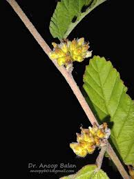 Image result for Melhania prostrata