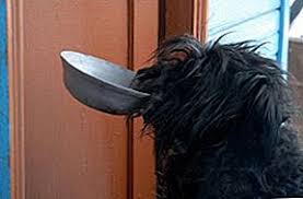 We did not find results for: Cara Menggunakan Kalkulator Makanan Anjing 2021
