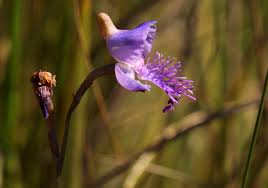 Image result for Disa baurii