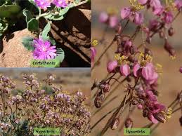 Image result for Hypertelis