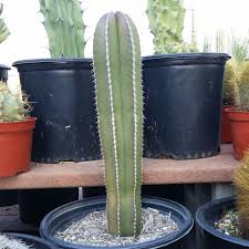 Image result for Lophocereus marginatus