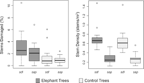 Image result for Thomandersia congolana