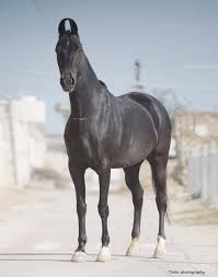 How Much Horsepower Does A Horse Have? - Useless Knowledge™