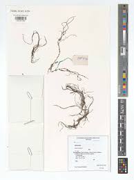 Image result for Zostera capensis