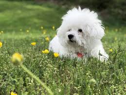 Enjoy learning more information about the top 21 dogs that don't shed at dogthelove.com! Here Are 8 Amazing And Wonderful Small Dog Breeds That Don T Shed Petsmont