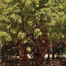 Image result for Andrachne