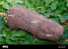 Image result for Dioscorea cayenensis