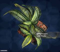 Image result for Dracaenaceae