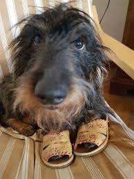Pin By Angii Juliet On Doxies Hot Dog Diggity Wire Haired Dachshund Animals Beautiful Dog Person