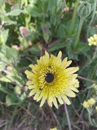 Image result for Tolpis capensis