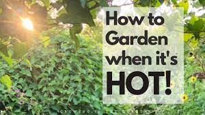 How to start a garden in arizona. Summer Gardening In Arizona Growing In The Garden