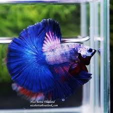 Ohm Magical Blue Marble Series By Nice Betta Thailand Click Here To See Betta In Stock Www Nicebettathailand Com Betta Betta Tank Breeding Betta Fish
