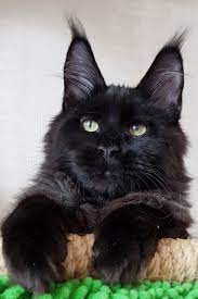35 Dream Pet Bois Ideas In 2021 Cute Animals Cute Cats Crazy Cats