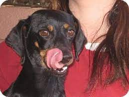 Pennsylvania Daisy Is An Adoptable Dachshund Doxie Mix In Allentown With Beebe Humane Society S Desperate Hous Dachshund Adoption Dachshund Dog Adoption