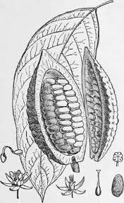 this is public domain art of cacao pod leaf and flower chocolate box illustration raton laveur pour les enfants coloriages